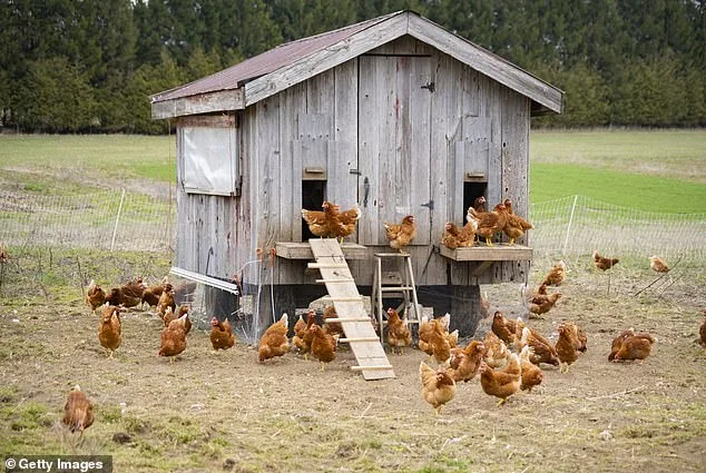 Woman Stabs Intruder in West Virginia Chicken Coop: Self-Defense or Aggression?