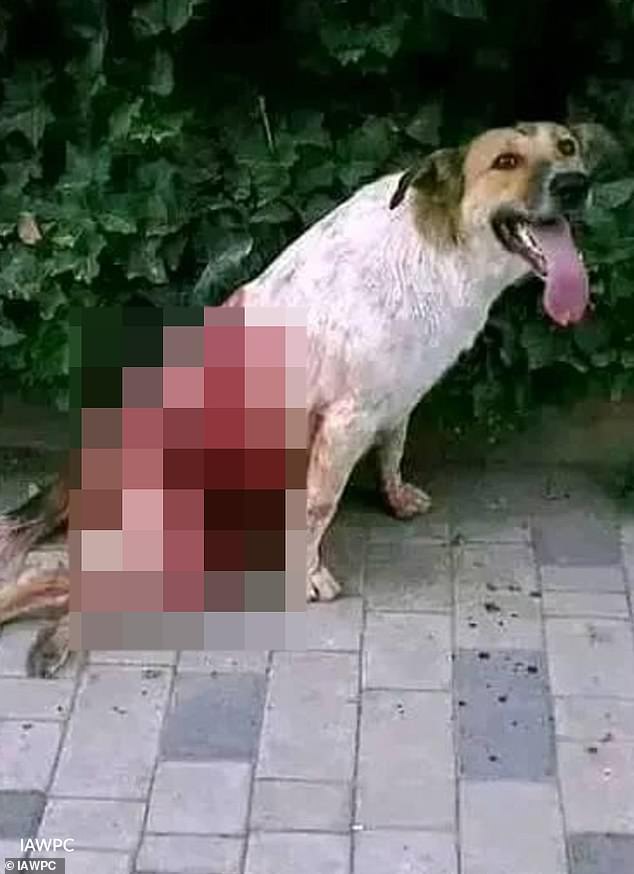 Morocco faces accusations of slaughtering stray dogs amid World Cup preparations.
