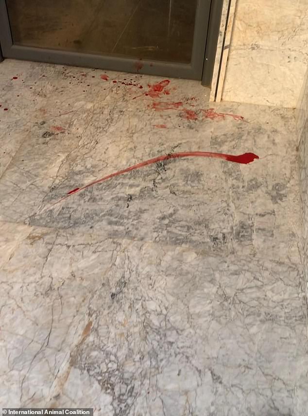 Morocco faces accusations of slaughtering stray dogs amid World Cup preparations.
