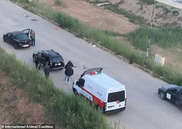 Morocco faces accusations of slaughtering stray dogs amid World Cup preparations.