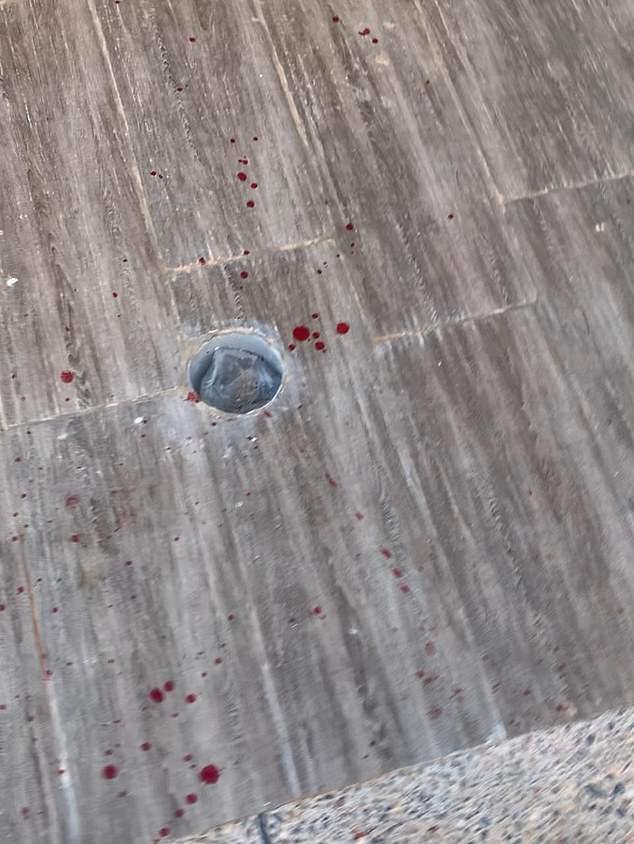 Morocco faces accusations of slaughtering stray dogs amid World Cup preparations.