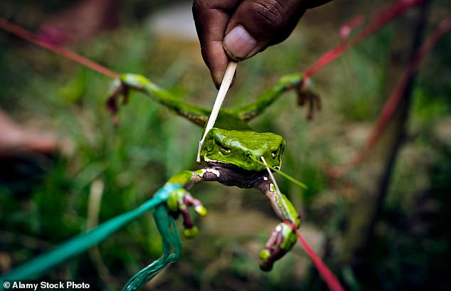 Death of British Man After Detox Ritual Sparks Warning Over Poisonous Frog Skin