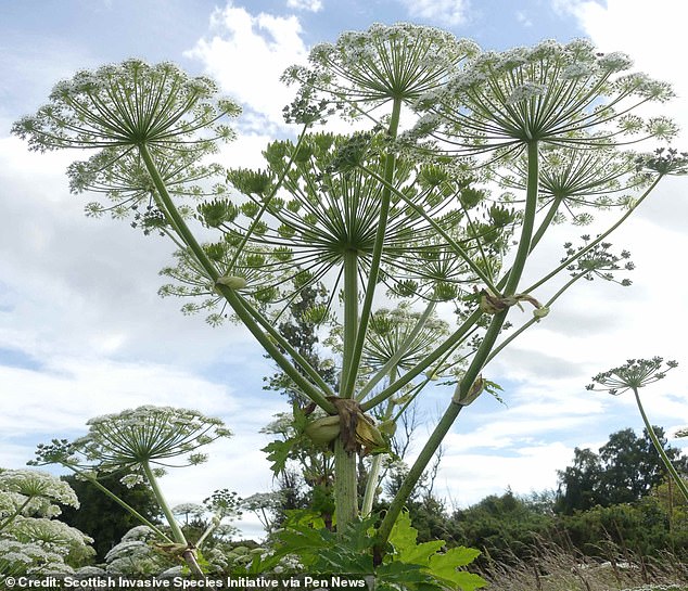 Giant hogweed toy axe leaves Kent boy with severe burns.