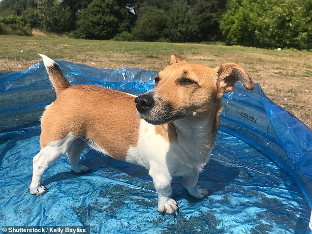 Vets urge owners to skip walks as UK heatwave threatens pets