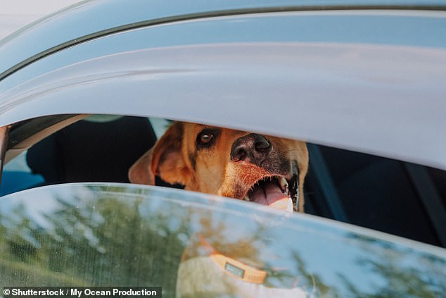 Vets urge owners to skip walks as UK heatwave threatens pets