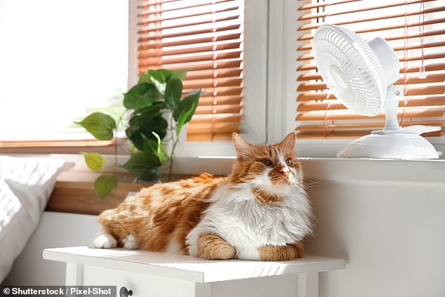 Vets urge owners to skip walks as UK heatwave threatens pets