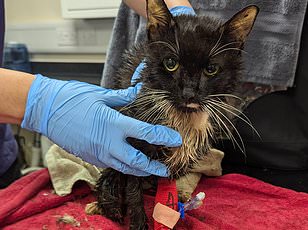 Woman's viral act of trapping a cat in a bin forever changes her life.