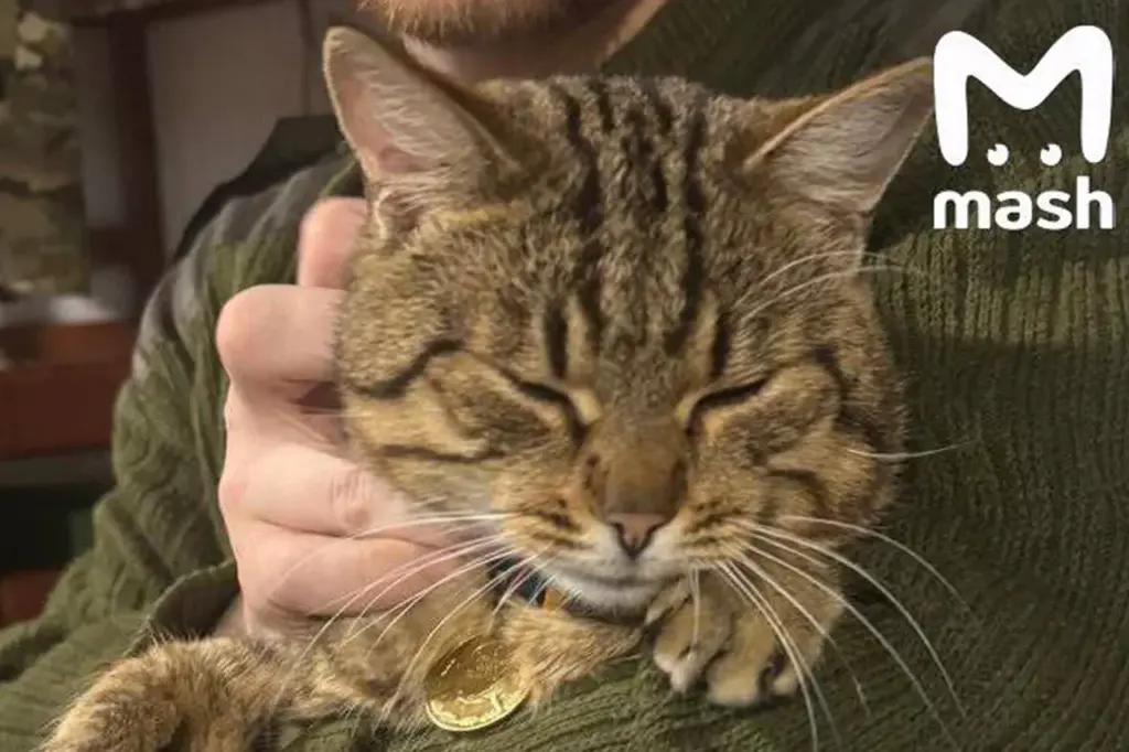 Burned Cat Mishka Rescued from War Zone and Receives Medical Care