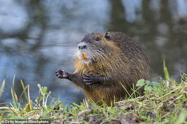 U.S. Officials Warn: Hunt and Eat Invasive Rodents Threatening Ecosystems and Public Health