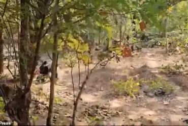 Bear Attack in Chhattisgarh Claims Lives of Father and Son, Injures Ranger