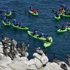 La Jolla's Beaches Overtaken by Sea Lions and Seals, Turning Paradise into a Pungent Predicament