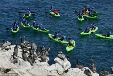 La Jolla's Beaches Overtaken by Sea Lions and Seals, Turning Paradise into a Pungent Predicament