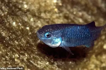 Earthquakes Trigger Catastrophic Collapse of World's Rarest Fish, Devil's Hole Pupfish, Pushing It to Brink of Extinction