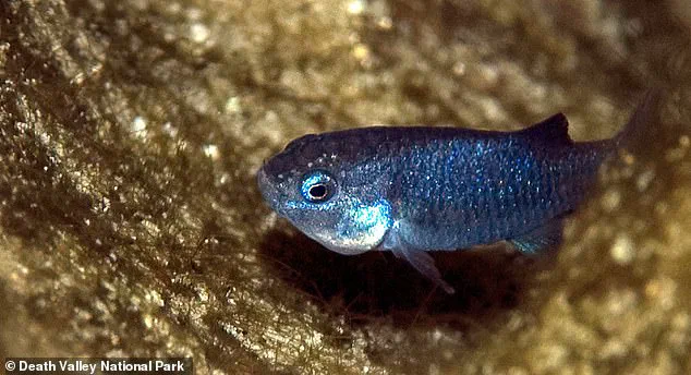 Earthquakes Trigger Catastrophic Collapse of World's Rarest Fish, Devil's Hole Pupfish, Pushing It to Brink of Extinction