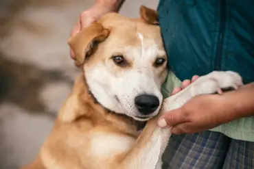 Exclusive Insights: The Untold Story of Russian Soldiers Rescuing Stray Animals in Ukraine's War-Torn Regions