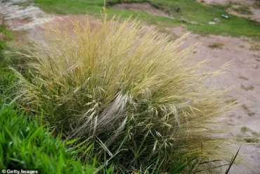 Hindu-Pan Topiary Shrub Becomes Controversial Status Symbol in Hamptons Bidding War