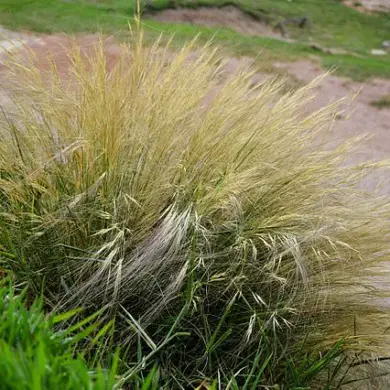 Hindu-Pan Topiary Shrub Becomes Controversial Status Symbol in Hamptons Bidding War