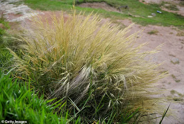 Hindu-Pan Topiary Shrub Becomes Controversial Status Symbol in Hamptons Bidding War