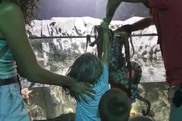 Safety Concerns Arise After Child's Encounter at San Antonio Aquarium Due to Absent Staff