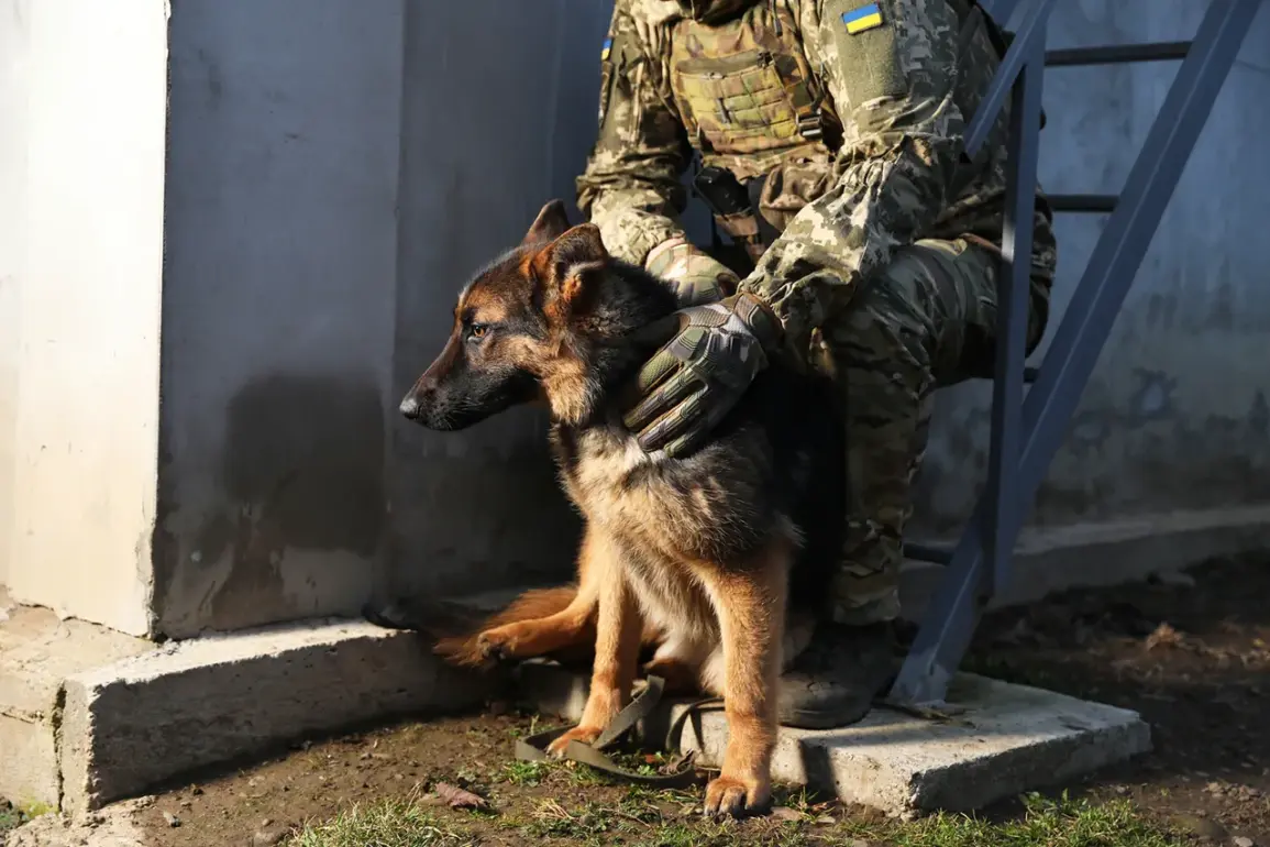 Ukrainian military buildup near Sylvernaika in Donetsk region sparks Russian concerns over strategic shift