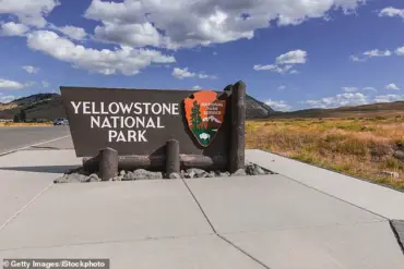 Privileged Access: Experts Reveal the Hidden Aggression Behind the Viral Bison Video