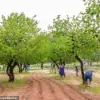 Urgent Update: Capitol Reef's Historic Fruit Trees Fail to Bear Fruit, Leaving Tourists Disappointed