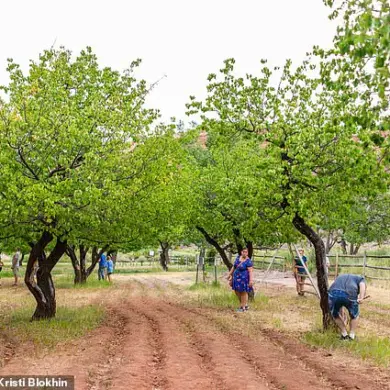 Urgent Update: Capitol Reef's Historic Fruit Trees Fail to Bear Fruit, Leaving Tourists Disappointed